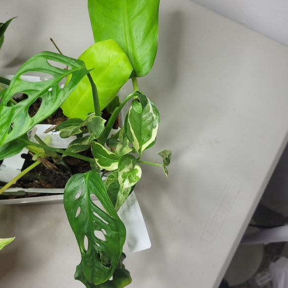 Starter plants nice selection of 7 fresh cut plant with nodes and or air roots - Picture 6 of 11